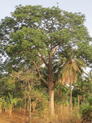 Vitellaria paradoxa (Shea Tree)